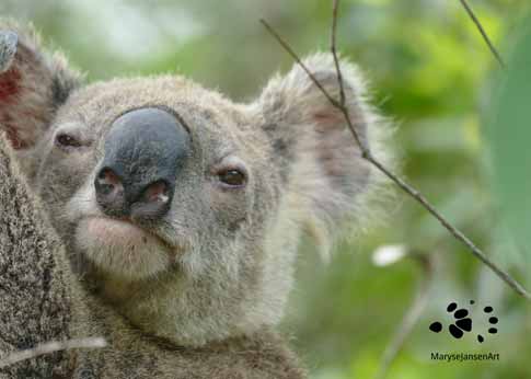 Cute Koala Close Up by MaryseJansenArt Wildlife Photography
