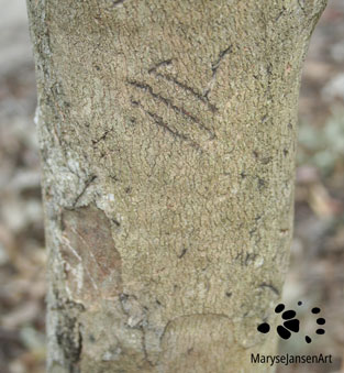 Scratch Marks from a Koala onn a tree trunk by Maryse Jansen