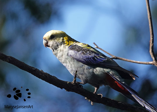 Pale-headed Rosella perched by Maryse Jansen