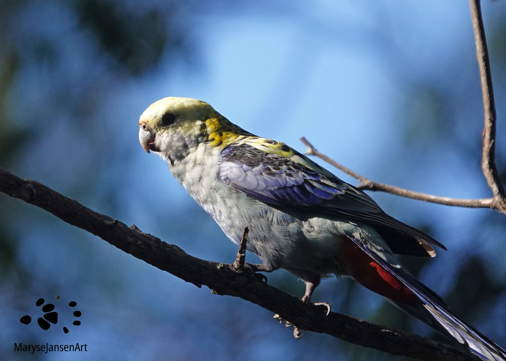 Pale-headed Rosella perched by Maryse Jansen