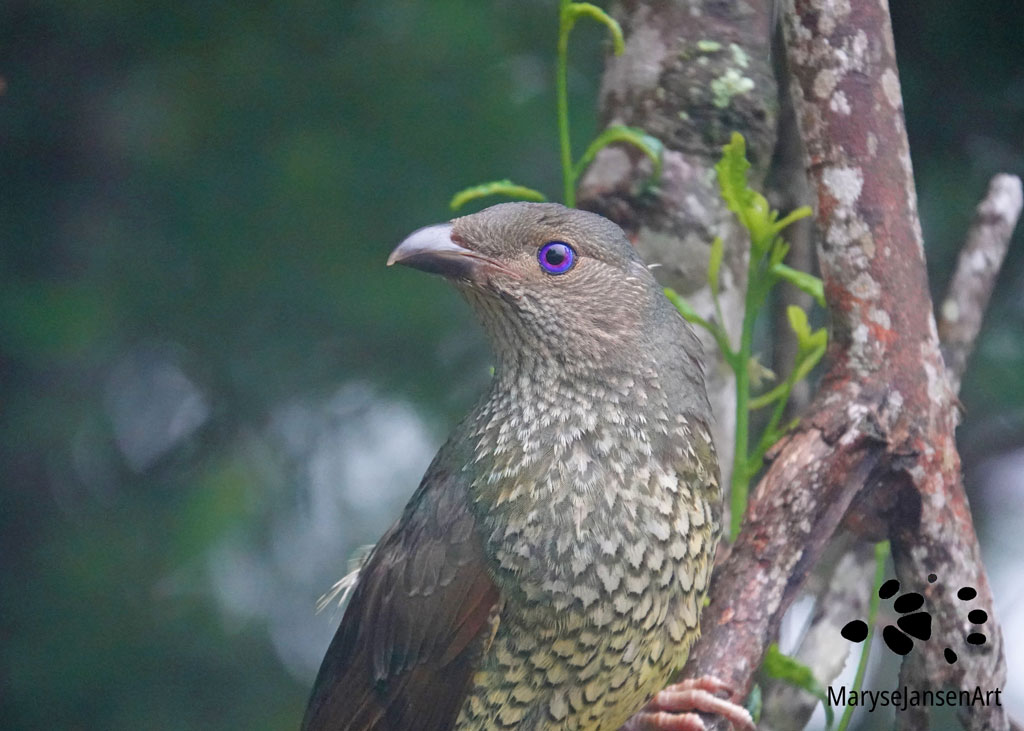 It's All In The Eye Portrait of a female Satin Bowerbird by Maryse Jansen