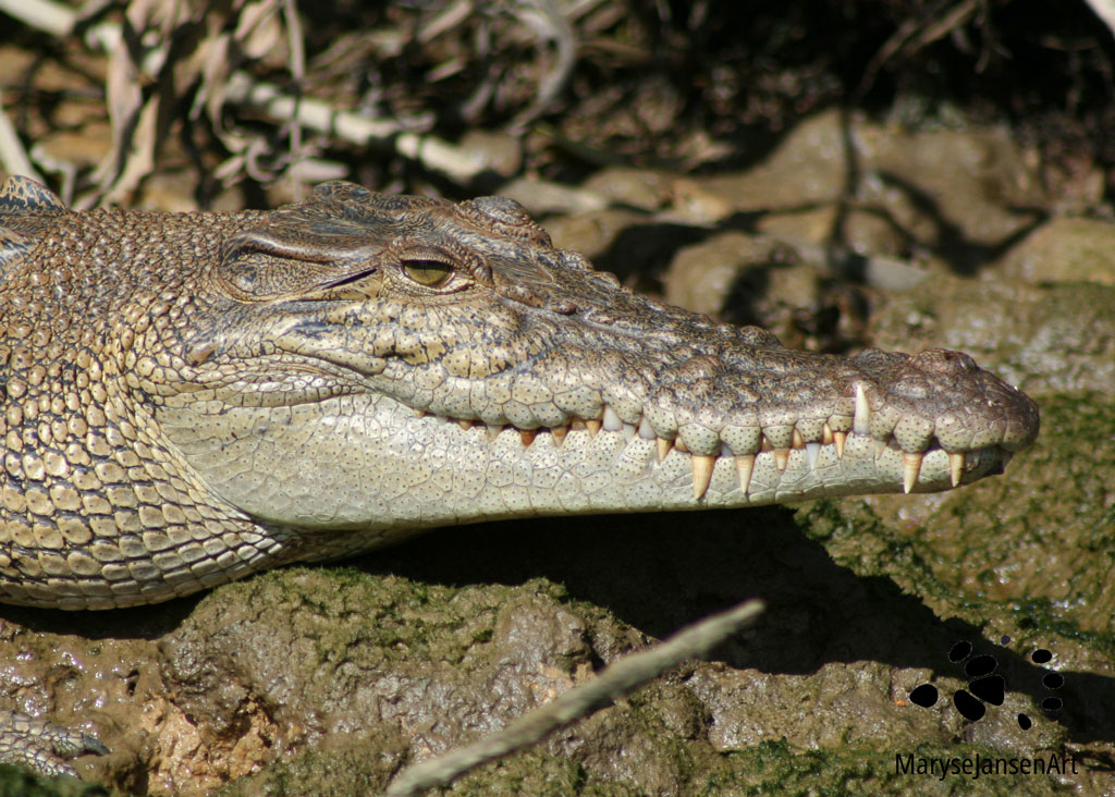Saltwater Crocodile Close Up by Maryse Jansen