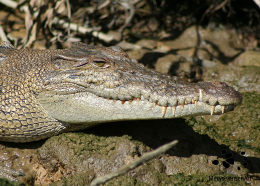 Saltwater Crocodile Close Up by Maryse Jansen