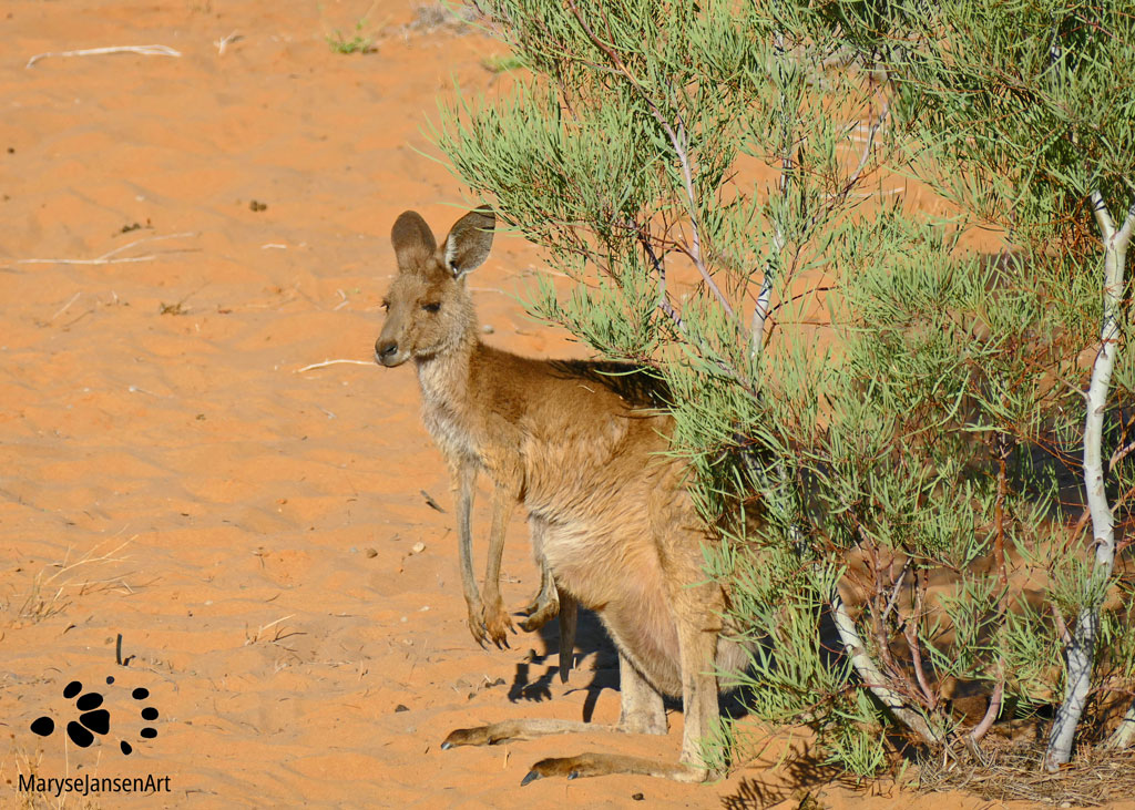 Outback Kangaroo by Maryse Jansen