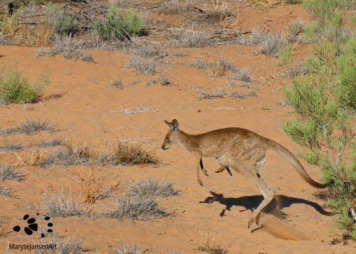 Ouback Kangaroo Leaping by Maryse Jansen