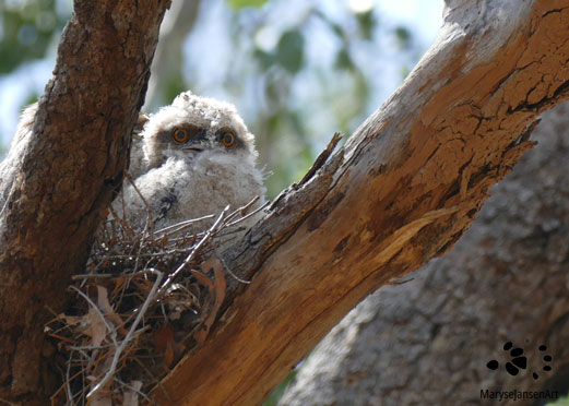 Curious Tawny Frogmouth Chick by Maryse Jansen