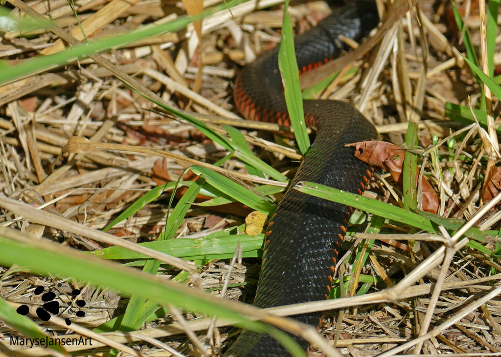 Red-bellied Black Snake by Maryse Jansen