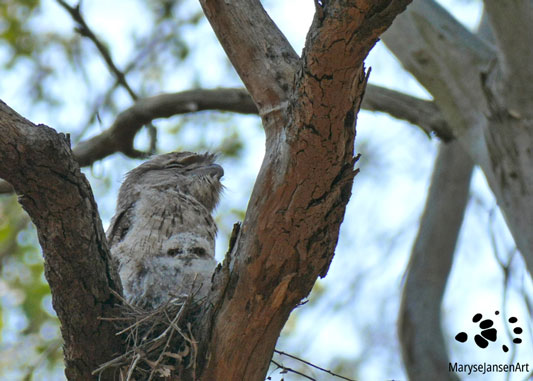 Tawny Frogmouth Young Chick by Maryse Jansen