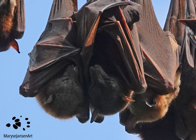 Sleeping Fruit Bats by Maryse Jansen