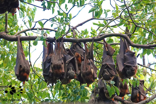 Little Red Flying Foxes- A Cozy Bunch by Maryse Jansen