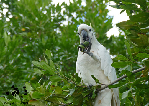 Sulphur-crested Cockatoo: Cracking a Tough Nut by Maryse Jansen