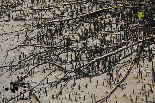 Grey Mangrove Flat Roots and Pencil Roots by Maryse Jansen