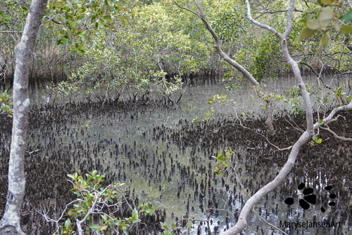 Grey Mangrove Forest Landscape
