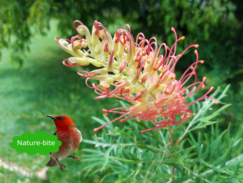 Nature-bite #3 Grevillea Flower  by Maryse Jansen