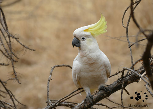 Sulphur-crested Cockatoo perched on a Branch by Maryse Jansen