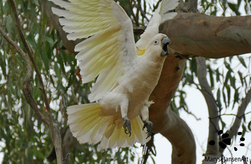 Sulphur-crested Cockatoo Taking Flight by Maryse Jansen