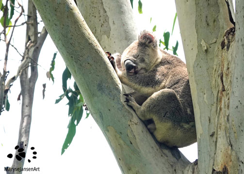 Wildlife Spotting Koala 'Nap Time' by Maryse Jansen