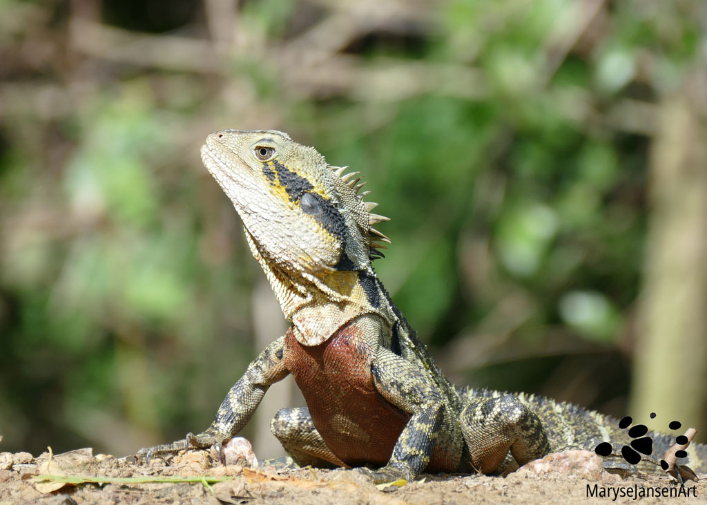 Eastern Water Dragon: Showing Off by Maryse Jansen