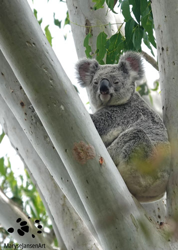 Endangered and Alert by Maryse Jansen. Koala awake sitting in tree.