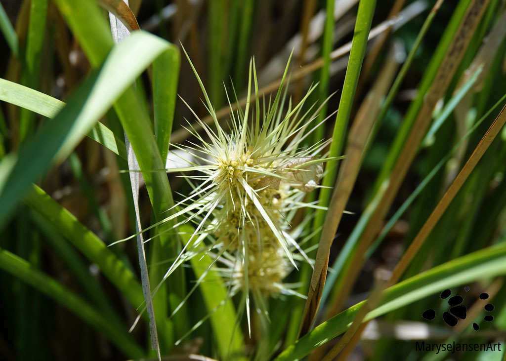 Lomandra Longifolia Flowering Spikey-headed Mat Rush by Maryse Jansen