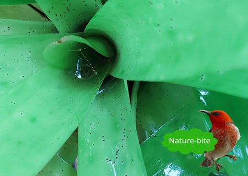 Nature-bite #8 Shiny Wet Leaves by Maryse Jansen