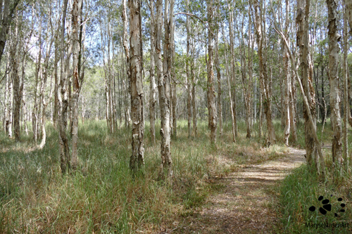 Take a Walk in the Paperbark Forest by Maryse Jansen