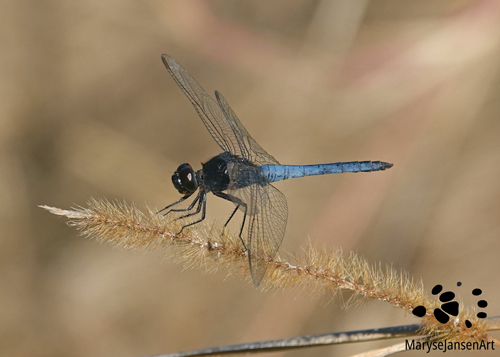 Black-headedSkimmer Dragonfly by Maryse Jansen