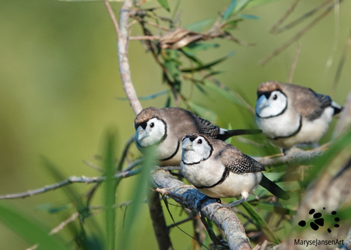 Ready Set Go - Double-barred Finches by Maryse Jansen