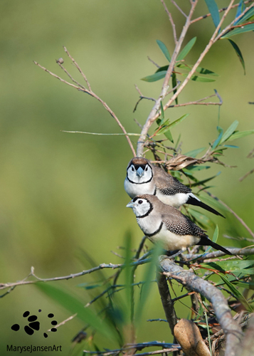 Watching over you - Double-barred Finches by Maryse Jansen