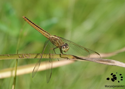 Female Black-headed Skimmer Dragonfly by Maryse Jansen