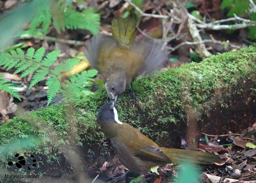 Eastern Whipbird feeding Chick by Maryse Jansen