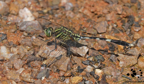 Slender Skimmer Dragonfly by Maryse Jansen