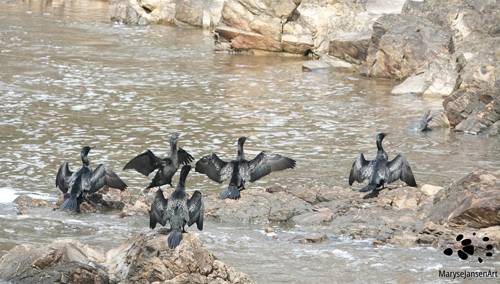 Little Black Cormorants Drying Their Wings by Maryse Jansen