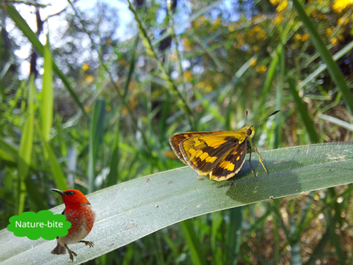 100 Nature-bites Featured Image: Nature-bite #62 Orange Dart Butterfly by Maryse Jansen
