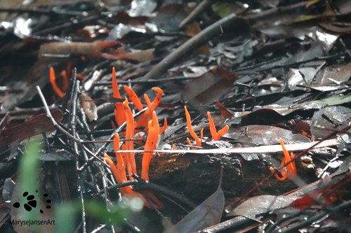 Orange Coral Fungi by Maryse Jansen