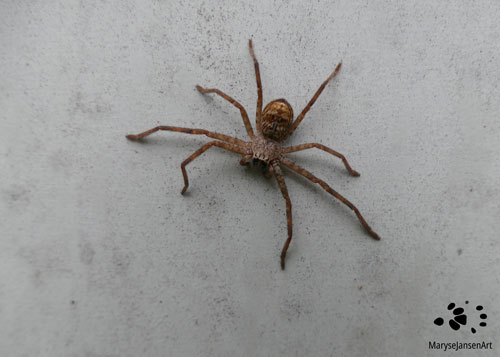 Brown Huntsman Spider by Maryse Jansen