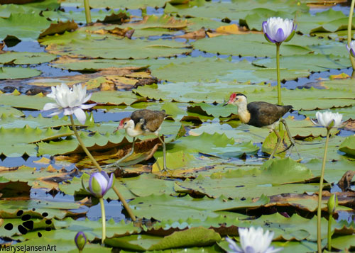 Comb-crested Jacana Adult and Juvenile by Maryse Jansen