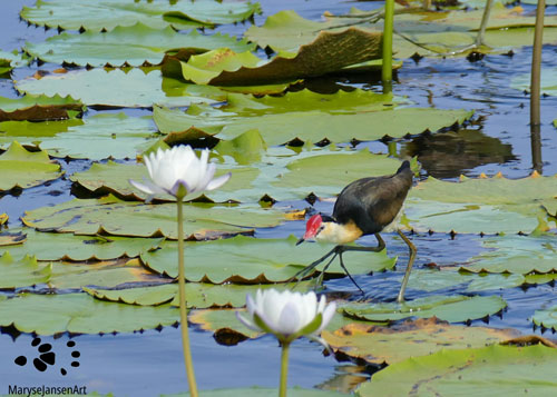 Comb-crested Jacana Foot by Maryse Jansen