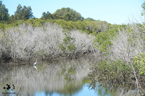 Eastern Great Egret in Mangroves Landscape by Maryse Jansen