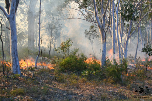 Bushfire by Maryse Jansen