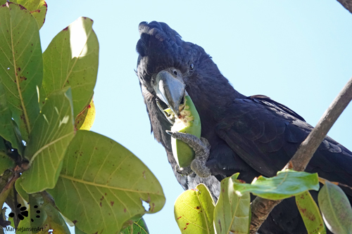 Red-tailed Black Cockatoo Male Feeding by Maryse Jansen