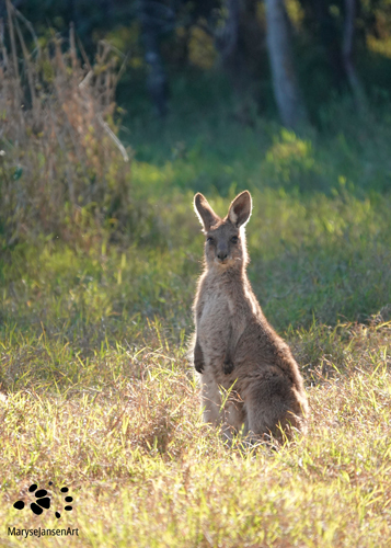 Curious Young Eastern Grey Kangaroo by Maryse Jansen