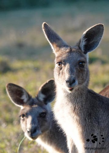 Eastern Grey Kangaroo Duo by Maryse Jansen