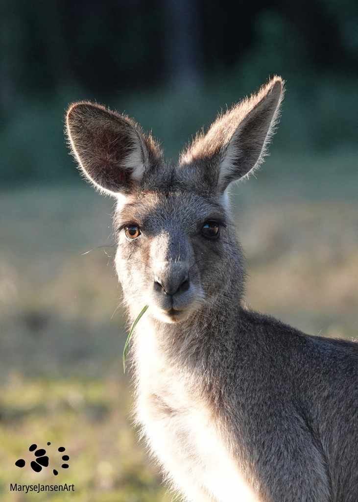 Interesting Facts About Kangaroos: Eastern Grey Kangaroo Portrait by Maryse Jansen