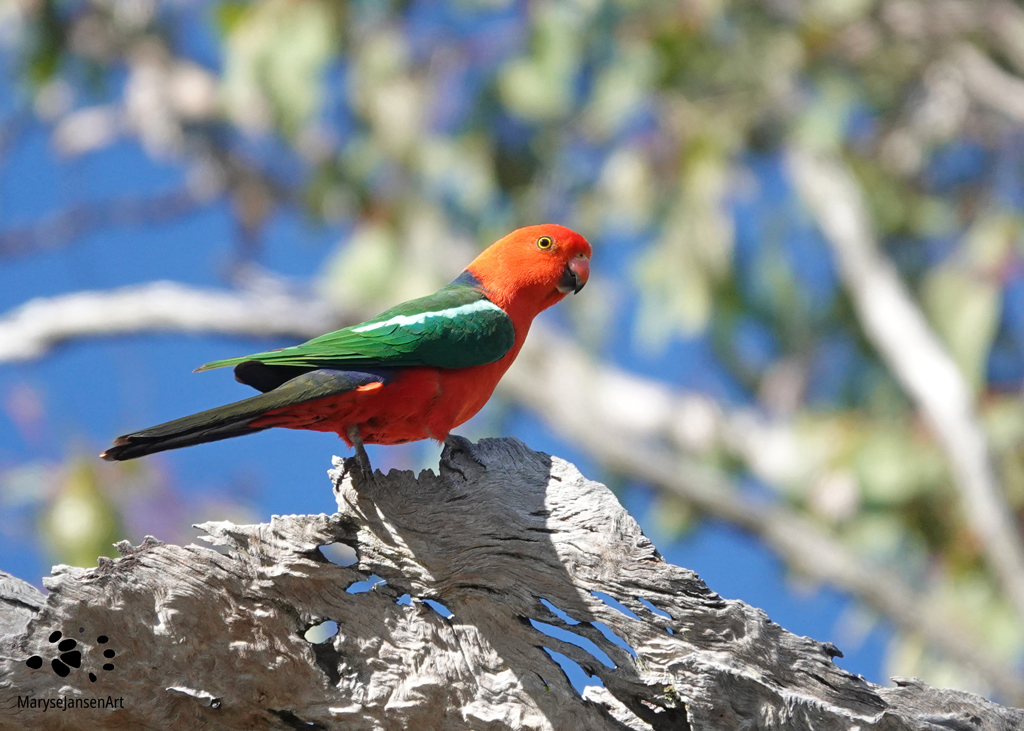 Australian King Parrot by Maryse Jansen