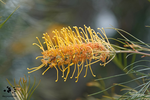 Grevillea Flower with Paper Wasp by Maryse Jansen