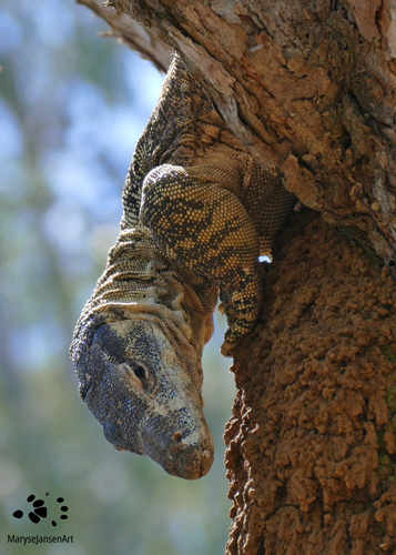 Hungry Lace Monitor Looking for a Snack by Maryse Jansen