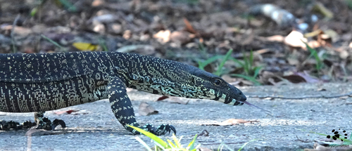Lace Monitor on the Move by Maryse Jansen