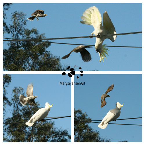 Noisy Miner attacks Cockatoo Collage by Maryse Jansen