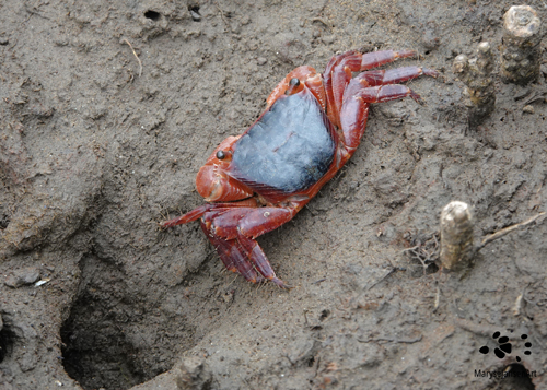 Burrowing Crab approaching Burrow by Maryse Jansen